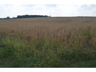 Property photo 18 - REAL ESTATE AUCTION - 604+/- ACRES IN 14 TRACTS IN MERCER CO., OHIO